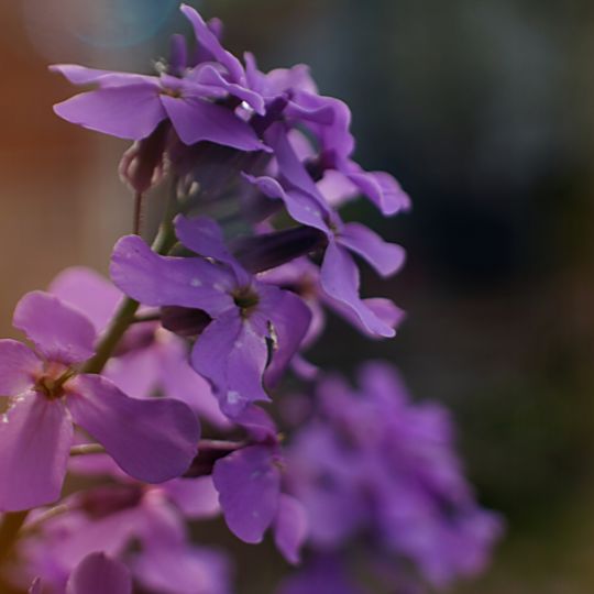 スミレの花の美しさと魅力を解説する記事。花言葉、咲く時期、砂糖漬け、そして様々な種類について詳しく紹介します。春の訪れを感じさせるスミレの花を生活に取り入れてみませんか。